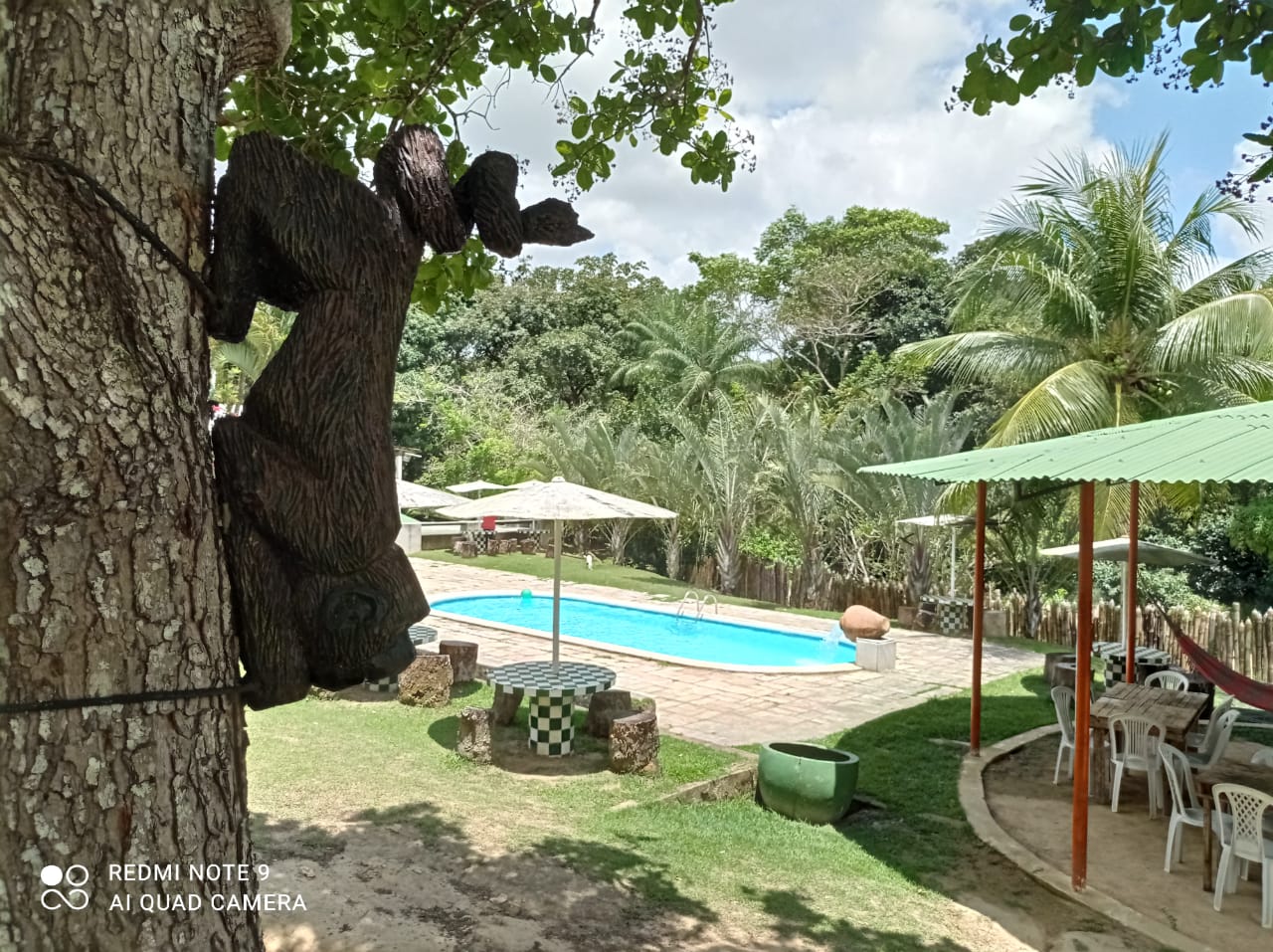 Vista da piscina cercada de verde